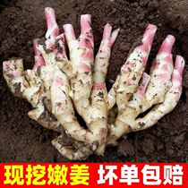 2021 New tender ginger ginger ginger fresh ginger bud Shandong Red Bud ginger ginger turmeric sweet vinegar ginger vegetables