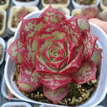 Succulents Rosima office indoor balcony Desktop Green plants Gardening flowers Clearing shed Small expensive goods Meng meat meat