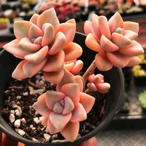 Succulent plants (beautiful apricot brocade) anti-radiation green plant potted creative mini flower New cute meat