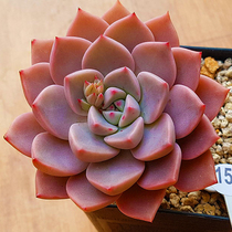 PINK beauty PINK succulent plant combination potted meat office balcony desktop green plant new multi-meat