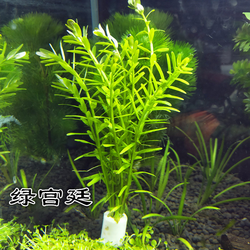 水族魚缸造景真活體水草宮廷草紅宮廷綠宮廷有莖中後景水下草