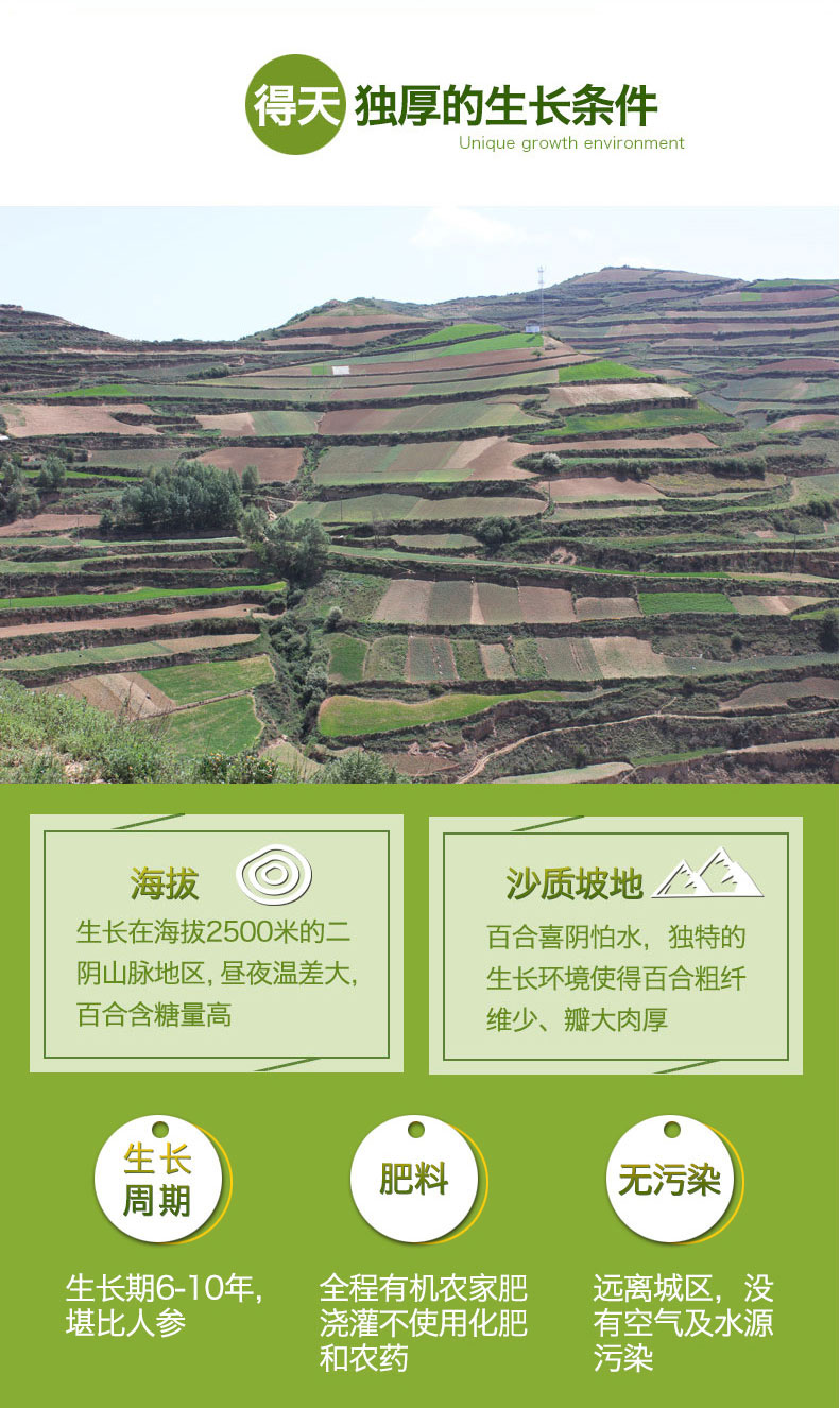 米家山 9年生 兰州新鲜甜百合 500g 共12头 真空包装 图4