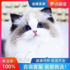 纯种英短蓝猫蓝白幼猫折耳美短银渐层暹罗布偶猫宠物猫咪活物小猫