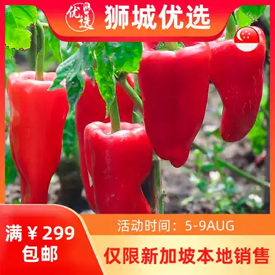 (Vegetable)Red pepper 1kg Singapore local delivery
