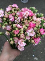 Longevity Flowers Flowers Express Courier Yunnan Kunming Flowers Farmers Flowers Base Flowers A and a lot of flowers