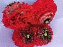 Fresh listed koi butterfly peony butterflies fresh cut flowers Yunnan Kunming flowers family flower arrangement flowers