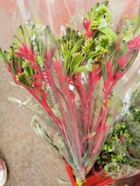 Kangaroo claw flowers with flowers express Yunnan Kunming flowers