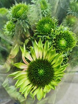 Yunnan Kunming Flowers Express Cat Eyes Office Family Flower Arrangement Birthday Flowers bouquet Mothers Day 10 branches