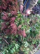 Spring flowers bloom in the mountains white mountains red flowers skewers of flowers dried flowers long flowering period