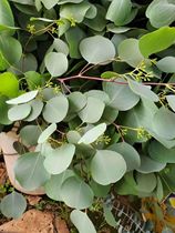 Office flower arrangement fragrant flower eucalyptus home DIY personalized flower arrangement eucalyptus National Flower Courier