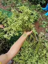 Kunming Dounan Flower Express Home office flower arrangement Millet fruit Star anise fruit Emerald bean horn flower garnet fruit