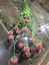 Yunnan Kunming flower express windmill fruit can be used as dried flower characteristic flower family flower business flower arrangement