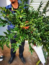 Flowers express Yunnan Kunming high-grade leaf green fresh cut flowers