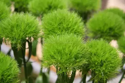 Yunnan flowers Special wholesale flowers express business flowers wedding flowers domestic imported green stone bamboo ball