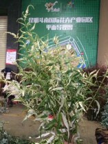 New products listed in Seven Rites of fragrant flowers Yunnan Kunming flowers express floral couriers Yunnan Kunming