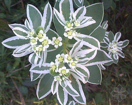 Alpine snow leaves with flowers flowers - flowers - flowers - flowers - festival family flowers on leaves