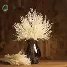White natural lover grass dry flower plant Yunnan Yongsheng flower bouquet living room flower art wholesale
