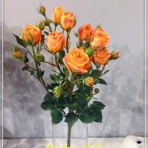 Yunnan Kunming Flowers Express multi-headed Pearl small roses 10 sticks