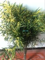 Season Seasonal Gold Flowers Fragrant Jade Acacia Yellow Flowers Home Office Wedding Flower arrangement