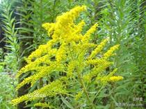 Huang Ying Express Yunnan Kunming Flowers Express Rose Bouquet with grass