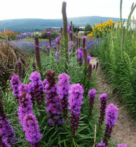 Yunnan Kunming Flowers and Flowers Express Yunnan Kunming Horsetail Snake 1 tie 10 1 tie start batch