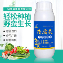 The rotten fruit tree rot disease Kiwi ulcer peach tree decay flow glue perforated branch withered healing agent