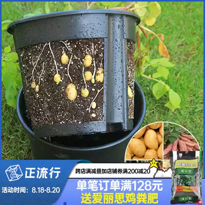 Dalin male Meng Acridine Acridine thickened root vegetable set pot Potato pot Picking suitable root tuber plant pot at any time