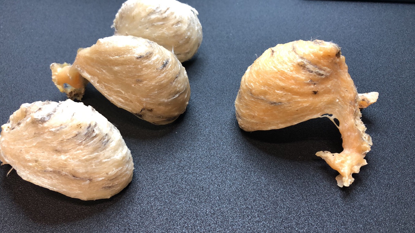 Scarce pure wild natural dragon tongue bird's nest good nutrition 100g cave swallow