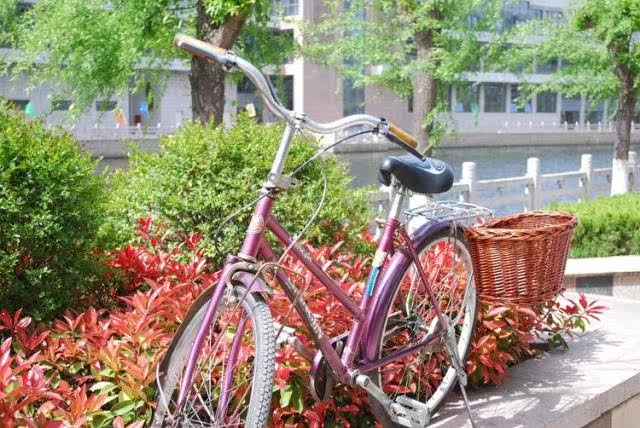 Panier pour vélo - Ref 2258030 Image 13