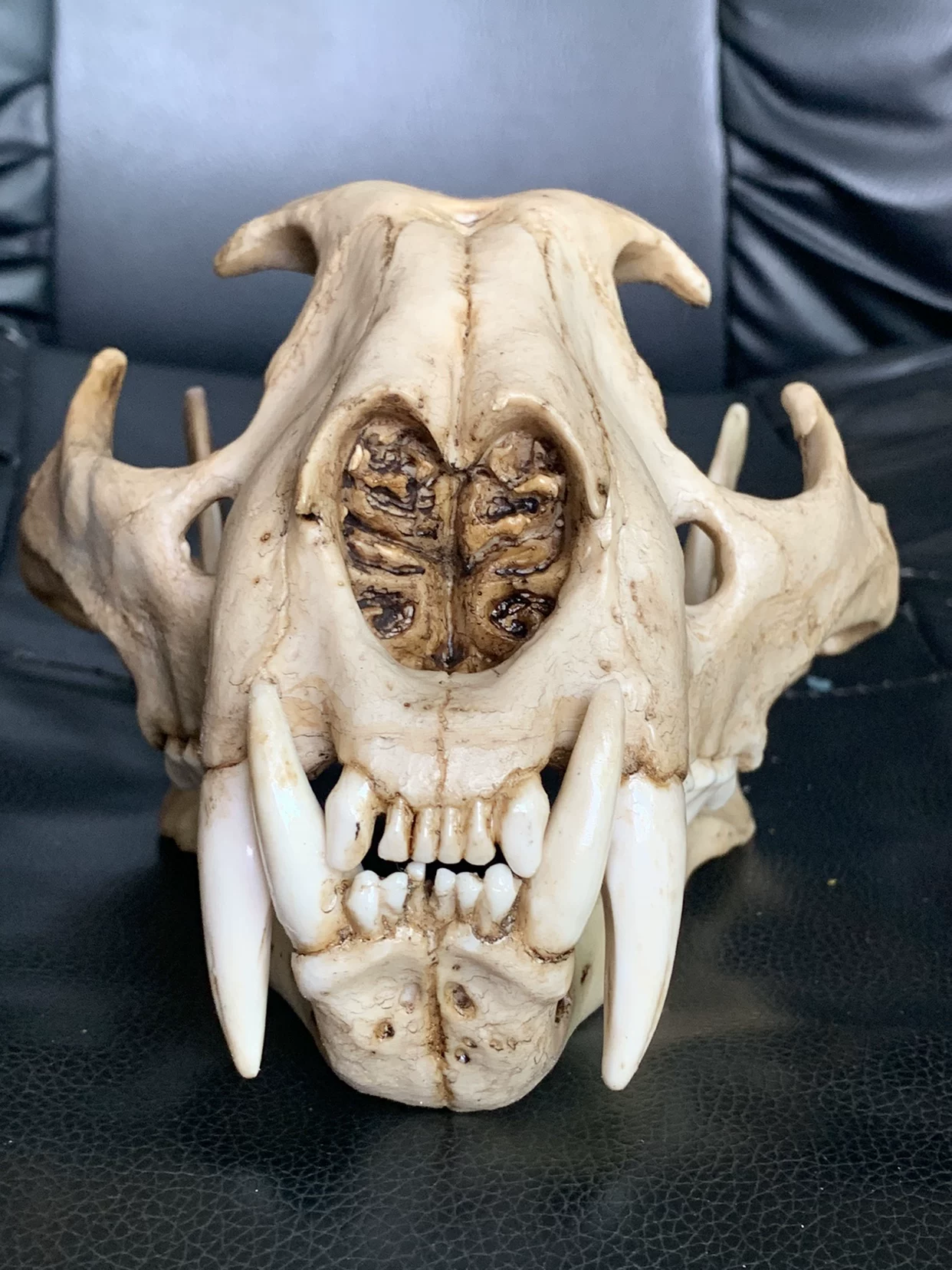 Animal model, skull model, museum, scale 1:1