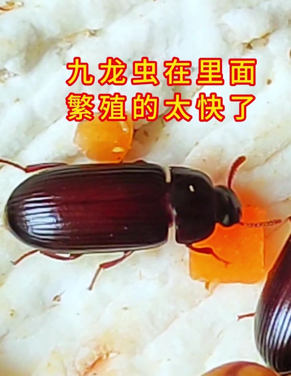 云开宠坊的LOGO
