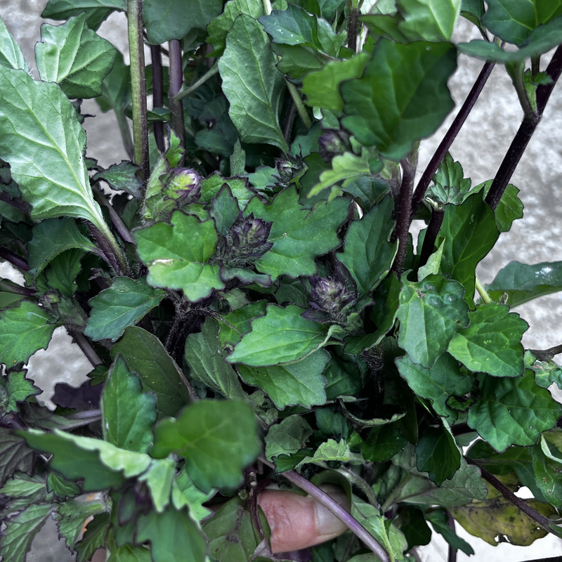 Wild Blood-Removing Herbs, Large-Seeded Wild Plants, Purple-Backed Golden-Paned Long-Crown Sage, Sky-Blue Changing Grass, Red-Rooted Grass