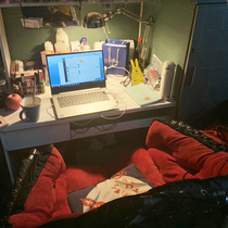 Dormitory Computer Chair College Student Dorm Room Sloth Chair Home Backrest Sloth Sofa Chair Casual Seat Folding Chair