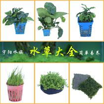 Aquarium landscaping driftwood anubias plants living freshwater plants lazy plants party to Pearl yi huo easy to keep