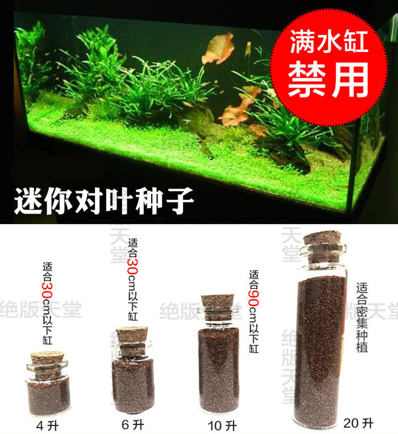 Water seeds fish tank grass foreground grass into lawn seed live aquarium