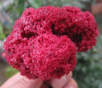 Large tubular coral stone aquarium aquarium fish tank landscaping decoration sea red reef company home feng shui ornaments