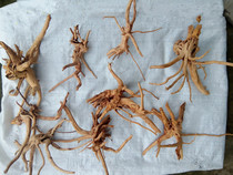 Optimal fish tank landscaping natural sunken wood rooting roots landscaping trees Rhododendron moss trees 3