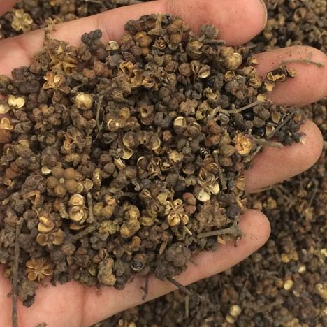 Large Flower Wu Evoke Wu Yu Herbal Medicine Primary Agricultural Products 500g K RMB65  Free Post