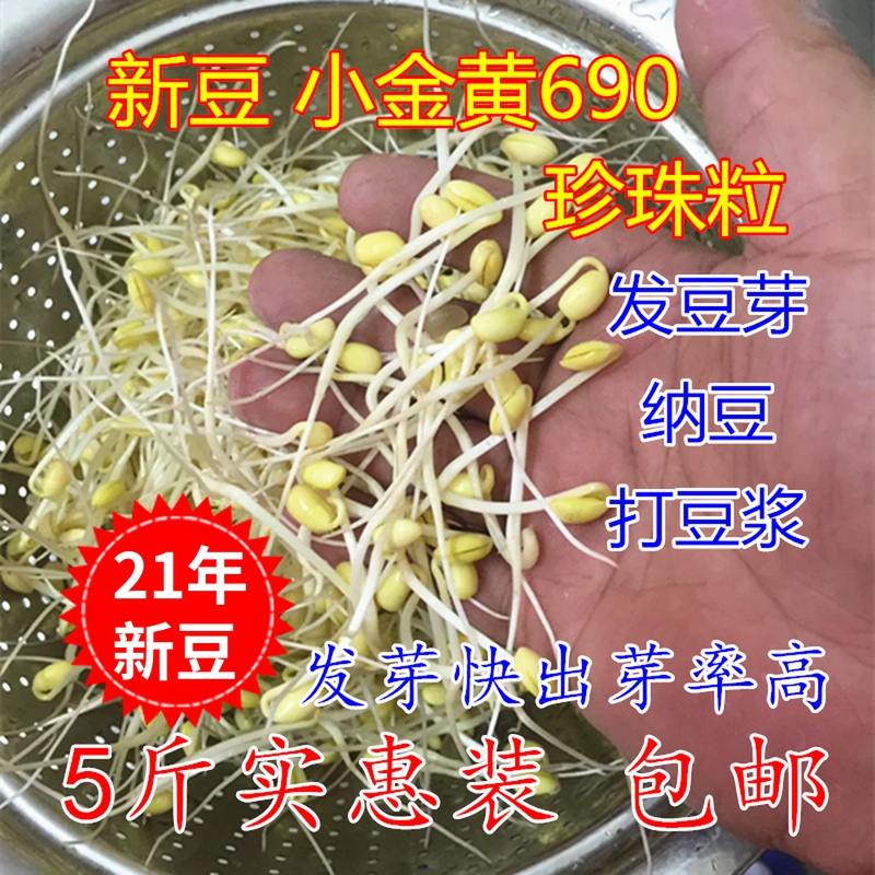 New bean small golden yellow 690 soybean hair bean sprout to make natto pearl grain small soybean farmers self planting 1 share 5 catty
