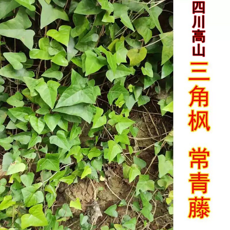 Triangular Maple Medicinal Materials, Fresh and Dry Goods, Ivy, Chinese Herbal Medicine, Triangular Wind Vine, Alpine Tree, Ivy Bathing Triangular Maple Medicinal Materials, Fresh and Dry Goods, Ivy, Chinese Herbal Medicine, Triangular Wind Vine, Alpine Tree, Ivy Bathing