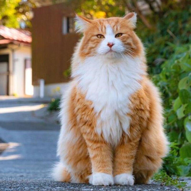 👑 山东临清狮子猫 | 异瞳鸳鸯金瞳蓝眼橘色黑白幼崽👑-猫咪-淘宝好物网