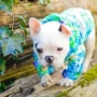 Mùa xuân và mùa thu Quần áo chó Phong cách Hawaii Áo hoa Teddy Schnauzer Quần áo chống nắng Quần áo trùm đầu Pet Quần áo - Quần áo & phụ kiện thú cưng 	áo thun cho mèo
