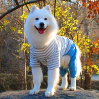 Середина -собачья собака четырех -кирки имеют дефекты по низким ценам, чтобы справиться с