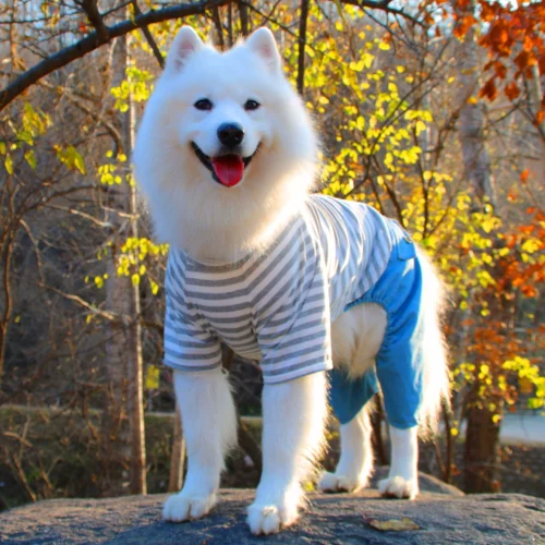 Середина -собачья собака четырех -кирки имеют дефекты по низким ценам, чтобы справиться с