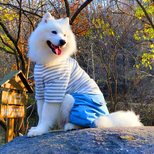 Середина -собачья собака четырех -кирки имеют дефекты по низким ценам, чтобы справиться с