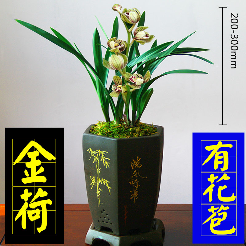 兰花苗【荷】建兰花盆栽四季兰室内花卉绿植包邮好养活
