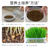 Семена кошачья трава гидропонная кошачья закуска дезодоризация волос шарик -Крим кошачья трава семя семян посадки в рукав кошка