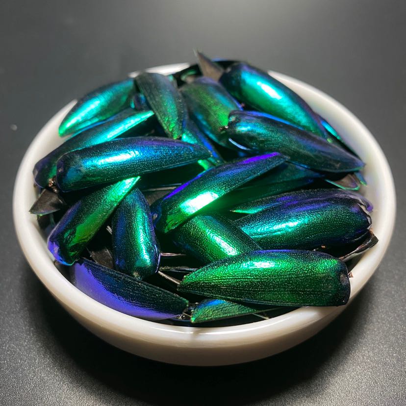 Jade worm winged selection of 2 large wings a pair of adult beetles wings dazzling metal colour gold with high-dill mosaic