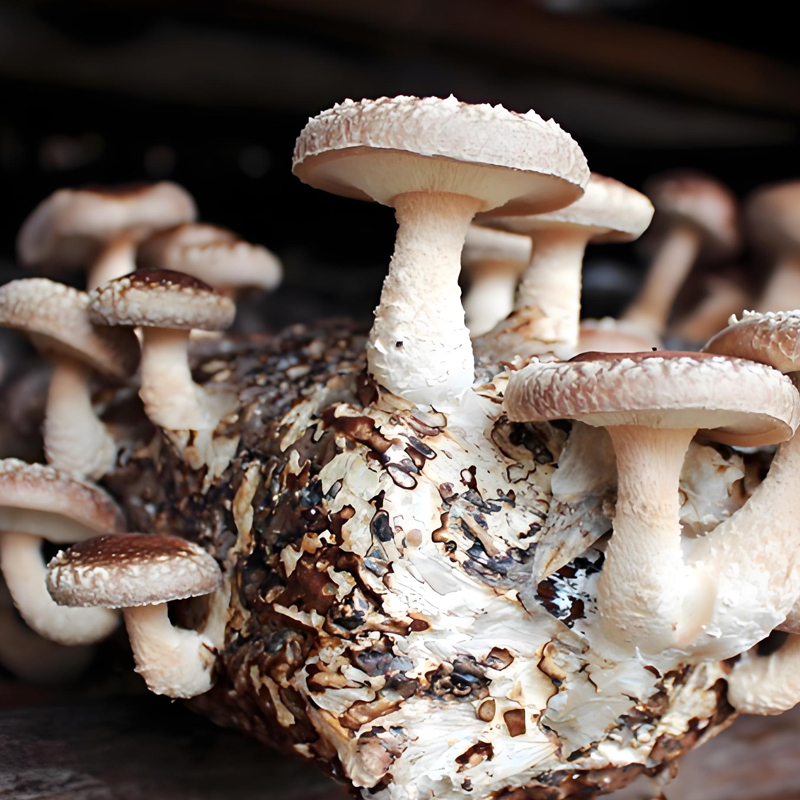庆元农家香菇：大自然馈赠的山林珍味