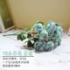 10 -Головы Camellia Blue